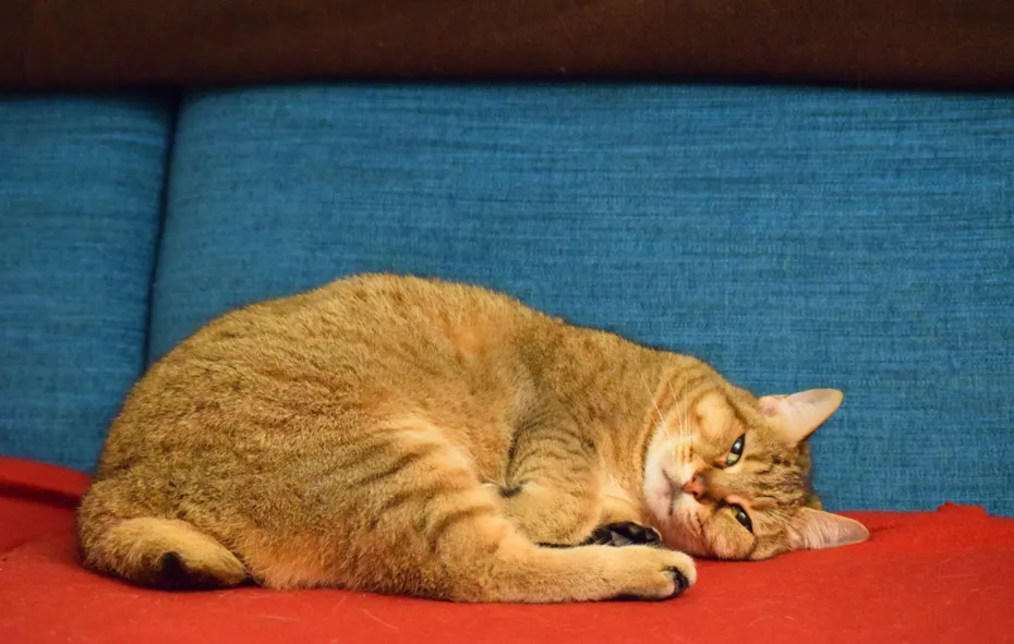 pixie bob cat lying on sofa