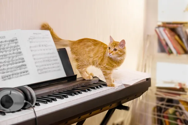 Do Cats Like the Sound of Piano Music? Vet-Verified Facts & Info