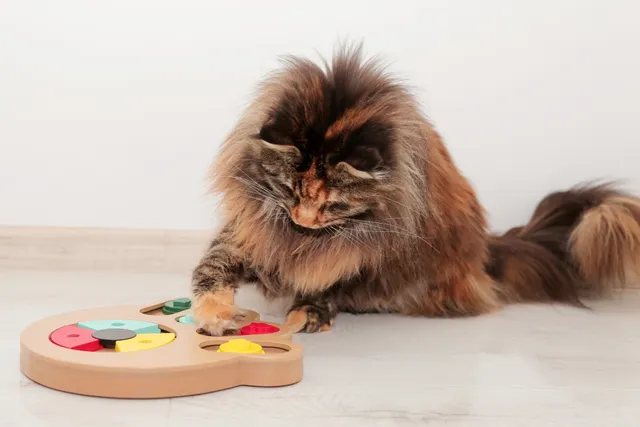 3 Vet-Approved Wet Food Puzzles for Cats (With Videos)