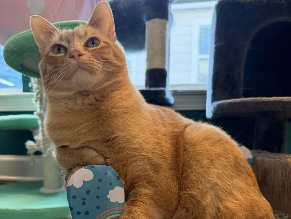 How One Tiny Tortie Turned a Dog Person Into the Ultimate Cat Lady - Calcifer