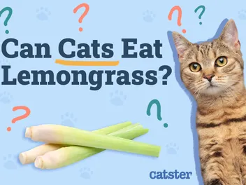Can Cats Eat Lemongrass? Vet-Reviewed Facts & FAQ