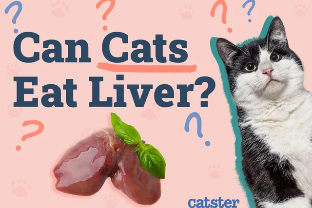 Can Cats Eat Liver? Vet-Approved Nutrition Facts