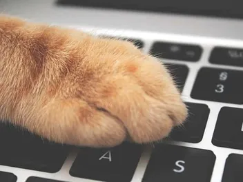 Take Your Pet to Work Week: When & What Is It (2026 Update)