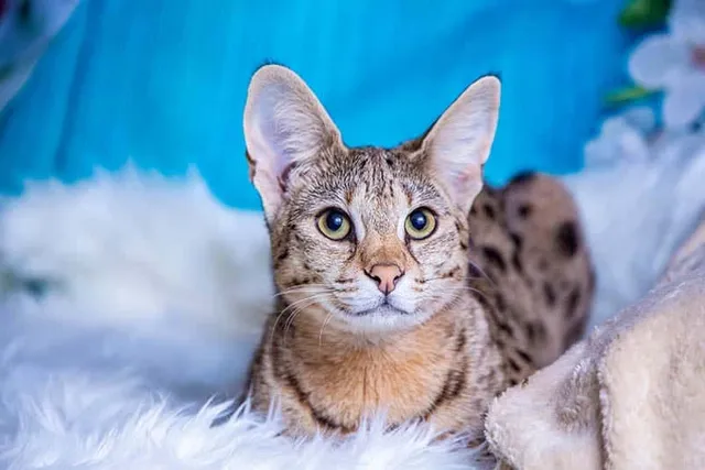 Are Savannah Cats Legal in Ohio? Facts About Their Generations
