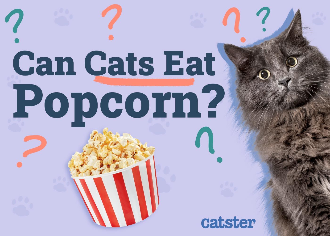 Can Cats Eat Popcorn