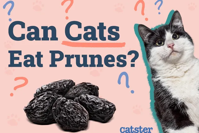 Can Cats Eat Prunes? Risks & Safe Alternatives