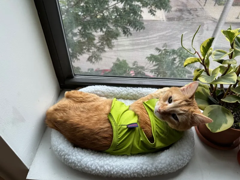 orange tabby cat lying on cat bed on the windowsill