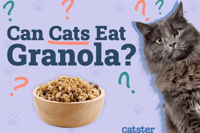 Can Cats Eat Granola? Vet-Verified Nutritional Facts & Advice
