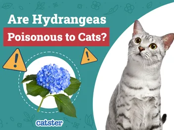 Are Hydrangeas Poisonous to Cats? Common Houseplants Examined