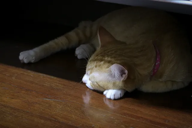 5 Things to Know About Bringing an Adult Cat Into Your Home
