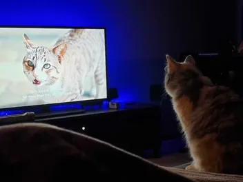 'Inside the Mind of a Cat' Netflix Documentary Review 2026: Pros & Cons