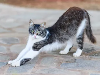 Aphrodite (Cyprus) Cat Breed: Info, Pictures, Temperament & Traits