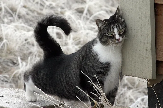 Why Do Cats Rub Their Face on Things? 6 Vet-Verified Reasons