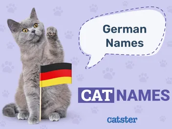 100+ German Cat Names: Ideas for Organized & Intelligent Cats