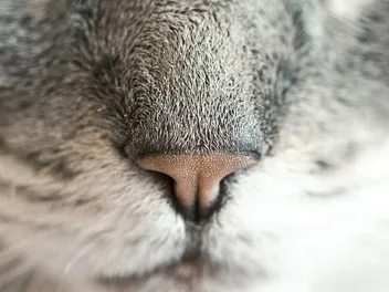 Why Is My Cat’s Nose Changing Color? Our Vet Answers & Explains 10 Common Reasons