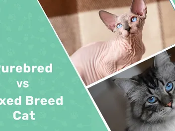 Purebred vs Mixed Breed Cats: Pros, Cons & Which To Choose? (Vet-Verified Comparison Guide)