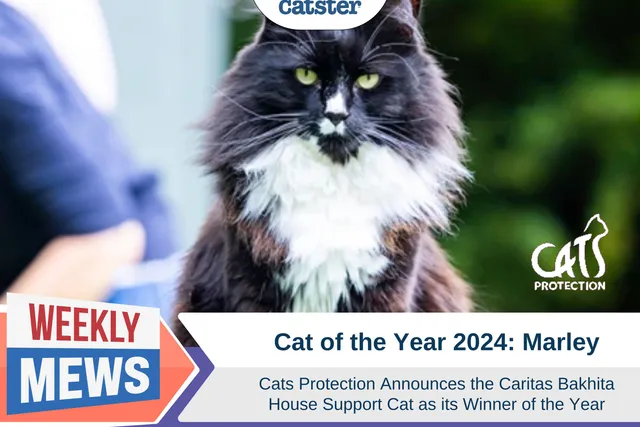Celebrating Feline Heroes: Meet Marley, Cat of the Year 2026