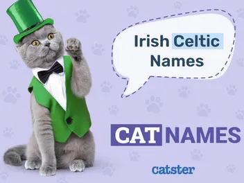 95 Irish & Celtic Cat Names: Great Ideas for Your Amazing Cat