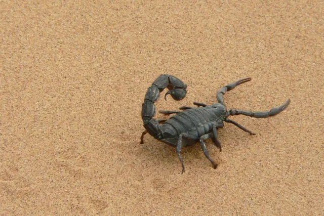 Cat Stung By a Scorpion? Our Vet Explains What to Do
