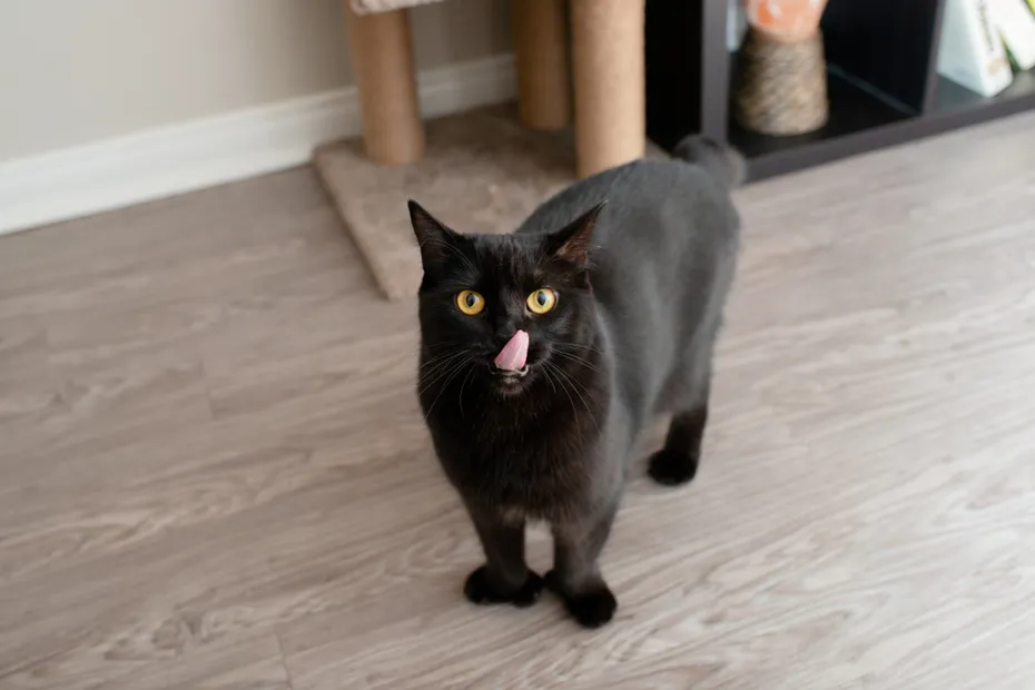 black cat with tongue out at home