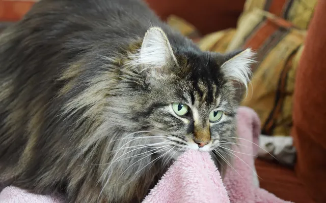How to Stop a Cat From Suckling: 6 Vet-Approved Tips for Prevention