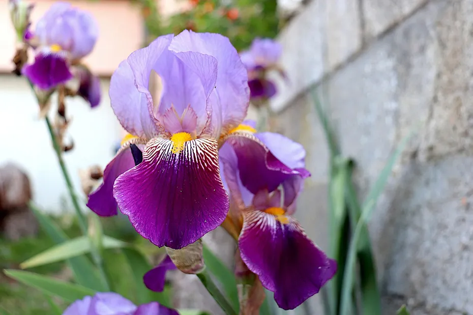 close up purple iris flower