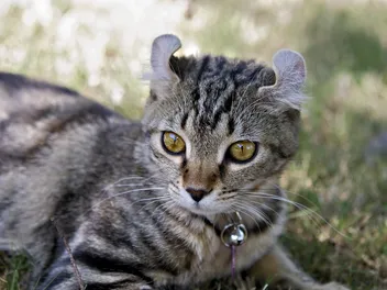 Highlander Cat Breed: Info, Pictures, Temperament & Traits