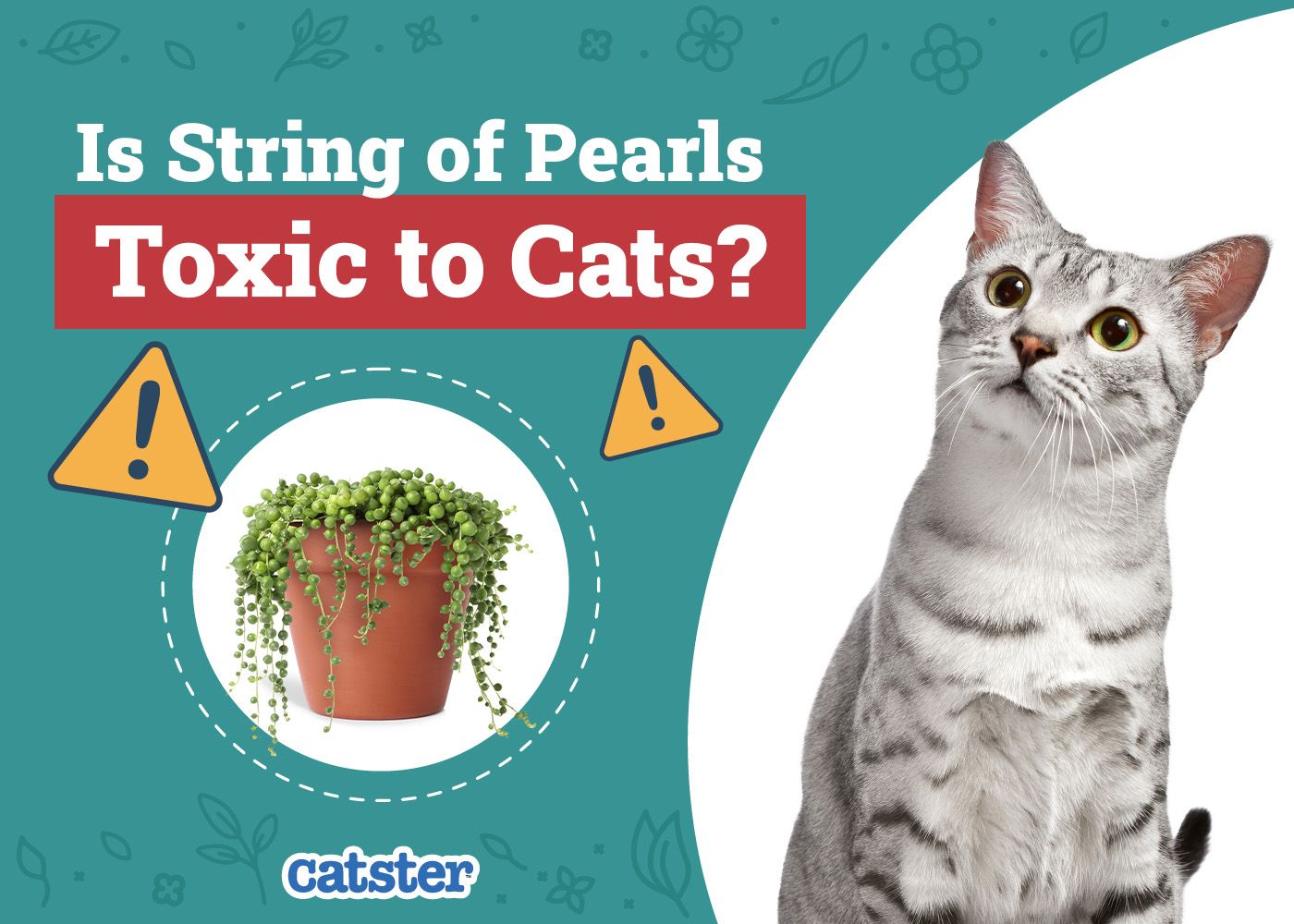 Catster_Is String of Pearls Toxic to Cats