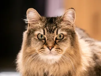 Burmilla Longhair: Info, Pictures, Origin & More