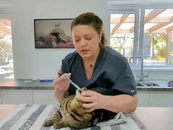 Pyrantel Pamoate for Cats: Our Vet Explains Dosage, Uses & Side Effects