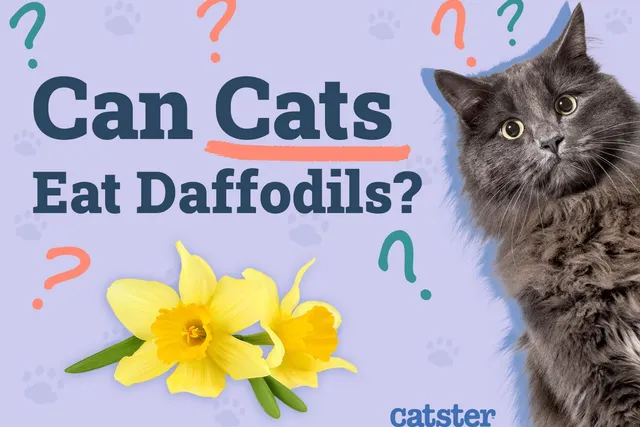 Can Cats Eat Daffodils? Vet-Approved Facts & FAQ