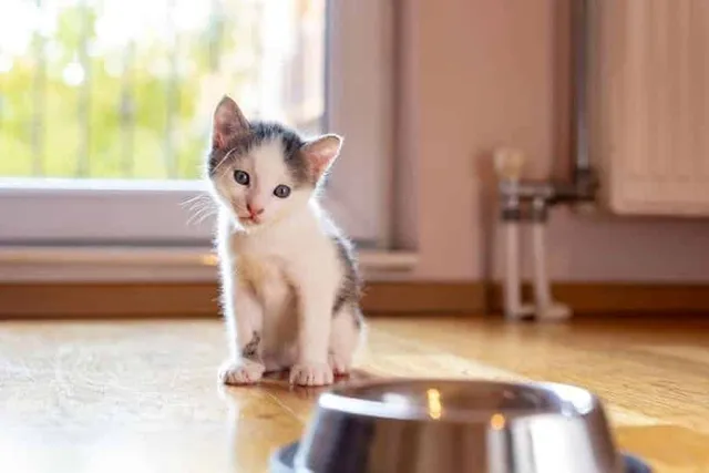 When to Switch From Kitten Food to Cat Food? Vet-Reviewed Facts & FAQ