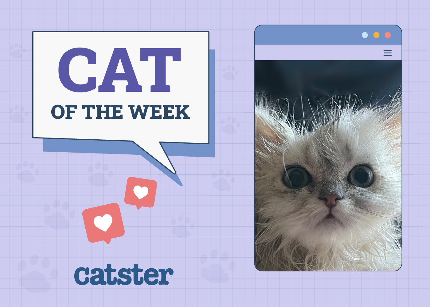 Catster Photo Contest: Cats of the Week Winners (December 18, 2025)