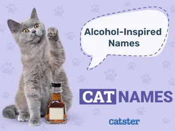 200 Alcohol Inspired Names for Cats: How to Name Your Cat