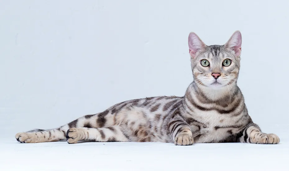 Adult Silver Bengal Cat lying down