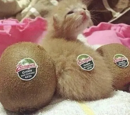 Friends, Not Food