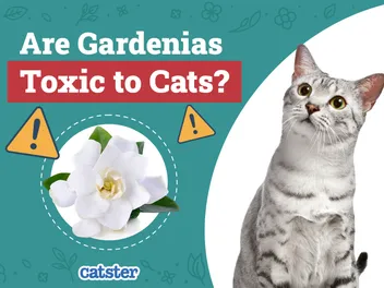 Are Gardenias Toxic to Cats? Vet-Reviewed Houseplants Explained