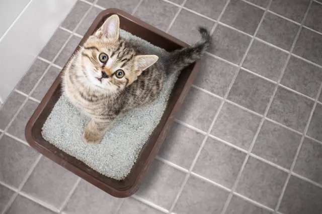 How Big Should A Litter Box Be? A Vet-Approved Guide