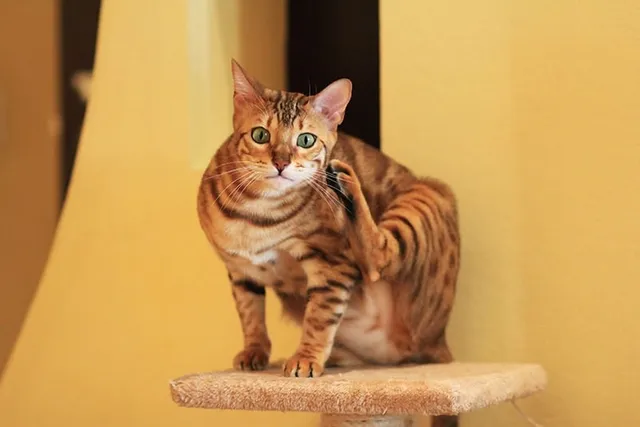 Can Cats Get Lice? Vet-Approved Facts & Treatment Tips