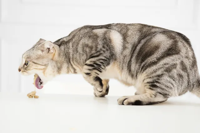 Why Does My Cat Throw Up After Eating? 8 Vet-Reviewed Reasons & Solutions