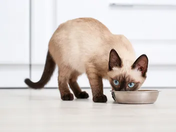 How Much Should You Feed a Kitten? Vet-Approved Chart