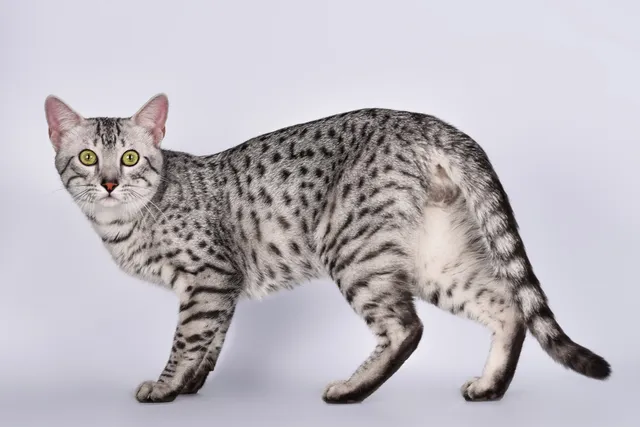 Are Egyptian Maus Hypoallergenic? Vet-Approved Facts & FAQ