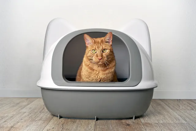 Why Do Cats Use Litter Boxes? Vet-Verified Facts & FAQ