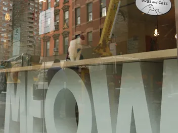 We Chat With the Co-Founder of NYC's First Cat Cafe