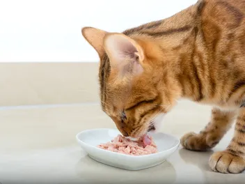 How Long Can You Leave Wet Cat Food Out? Vet-Verified Health & Safety Info