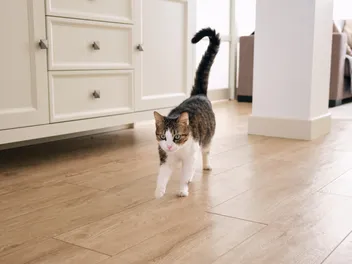 Sudden Loss of Balance in Cats: Our Vet Explains Signs, Causes, Treatment & FAQ