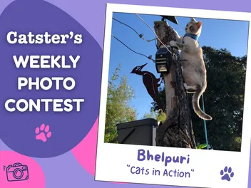 Catster’s Weekly Photo Contest Winners: Cats in Action (August 3, 2026)