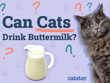 Can Cats Drink Buttermilk? Vet-Approved Diet Facts & FAQ
