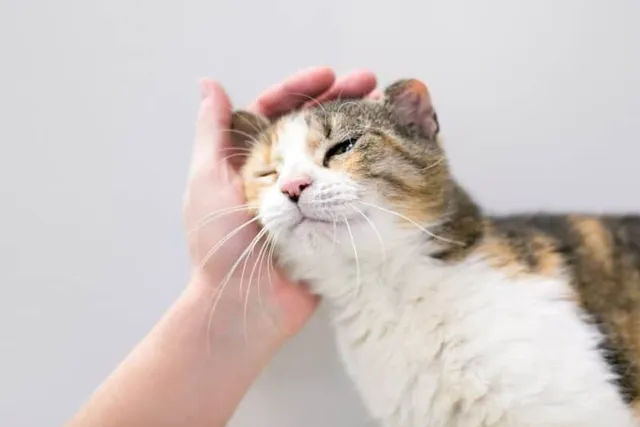 Why Do Cats Like Their Ears Rubbed? 5 Vet Reviewed Reasons