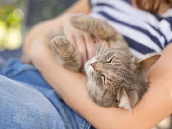 Can Cats Sense Anxiety & Depression? Vet-Approved Science & Info